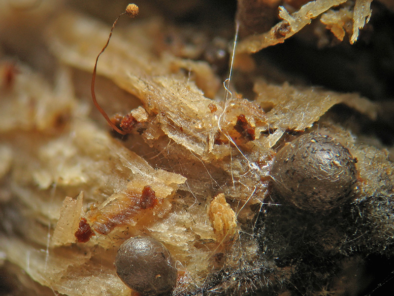 Cribraria (microcarpa?)